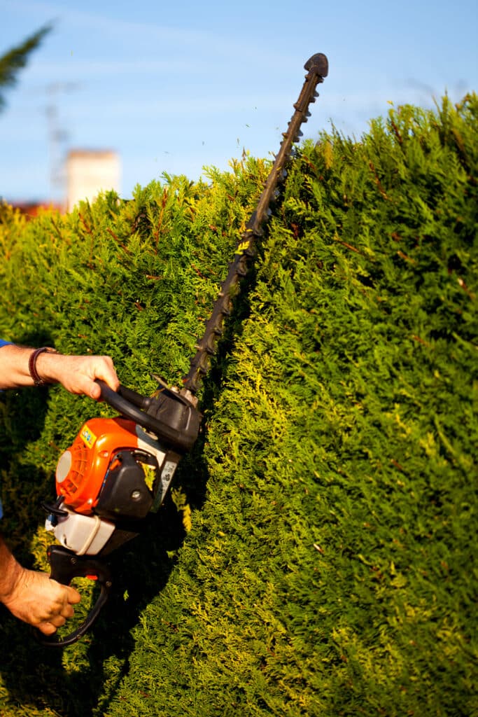 Mains d'un jardinier taillant une haie dense avec un taille-haie thermique orange. Des feuilles volent, ciel bleu en arrière-plan.